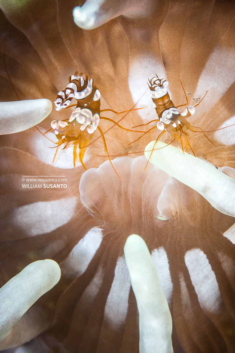 Sexy Anemone Shrimp