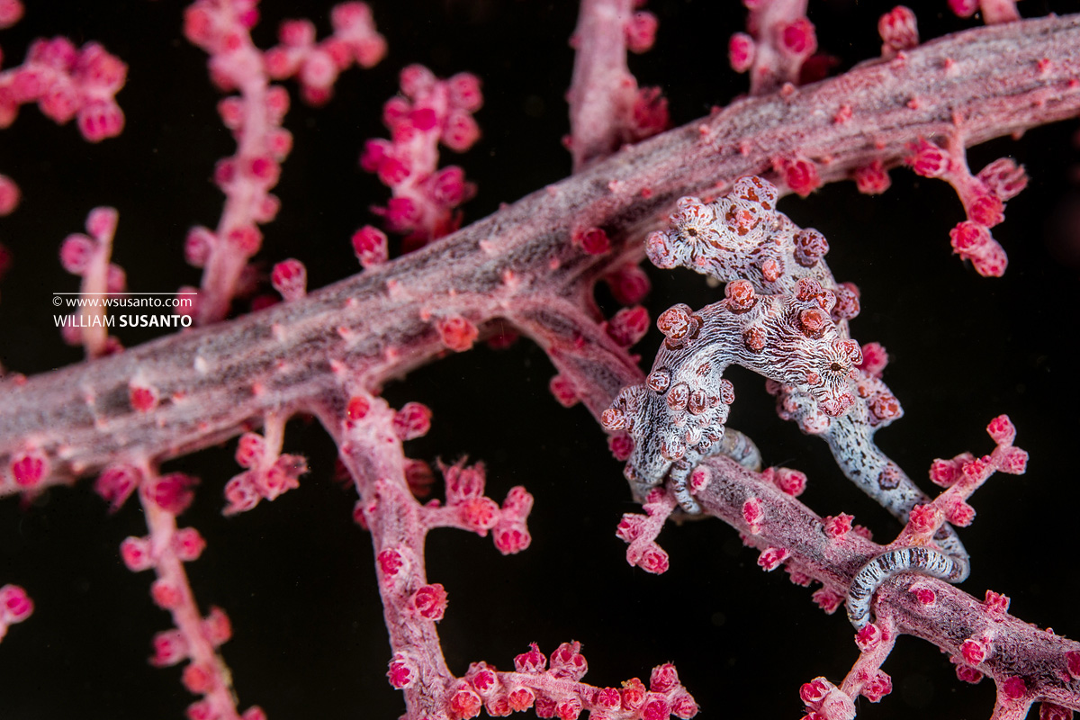 Bargibanti Pygmy Seahorses