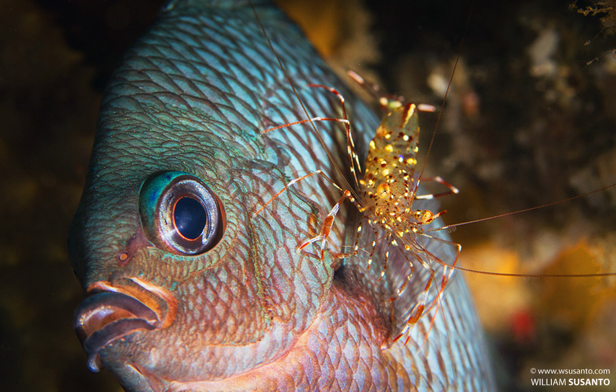 Charcoal Damselfish with Cleaner Shrimp