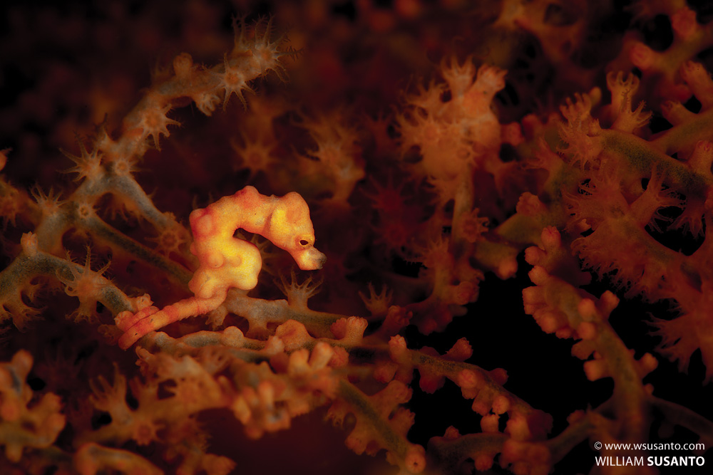 Pygmy Seahorse