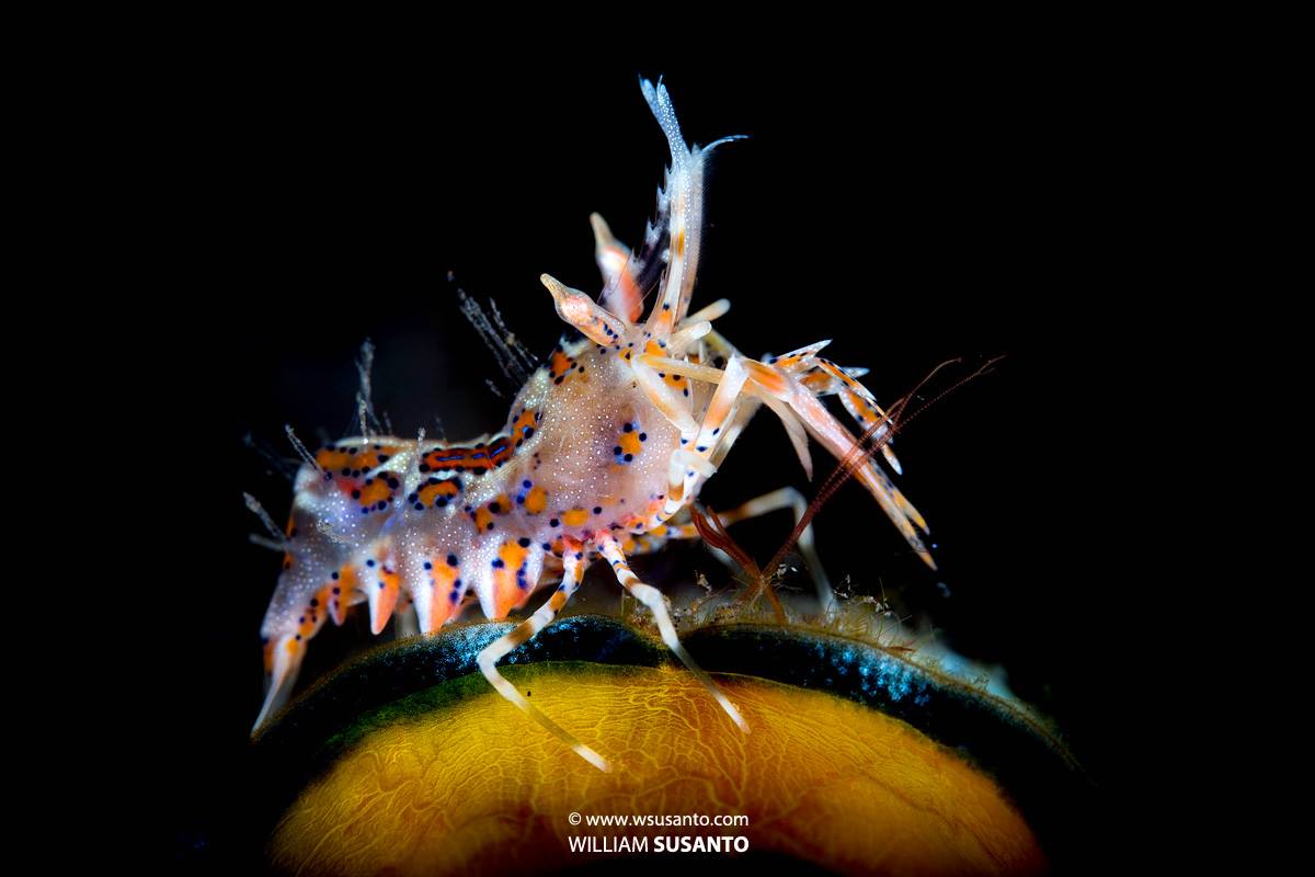 Tiger Shrimp
