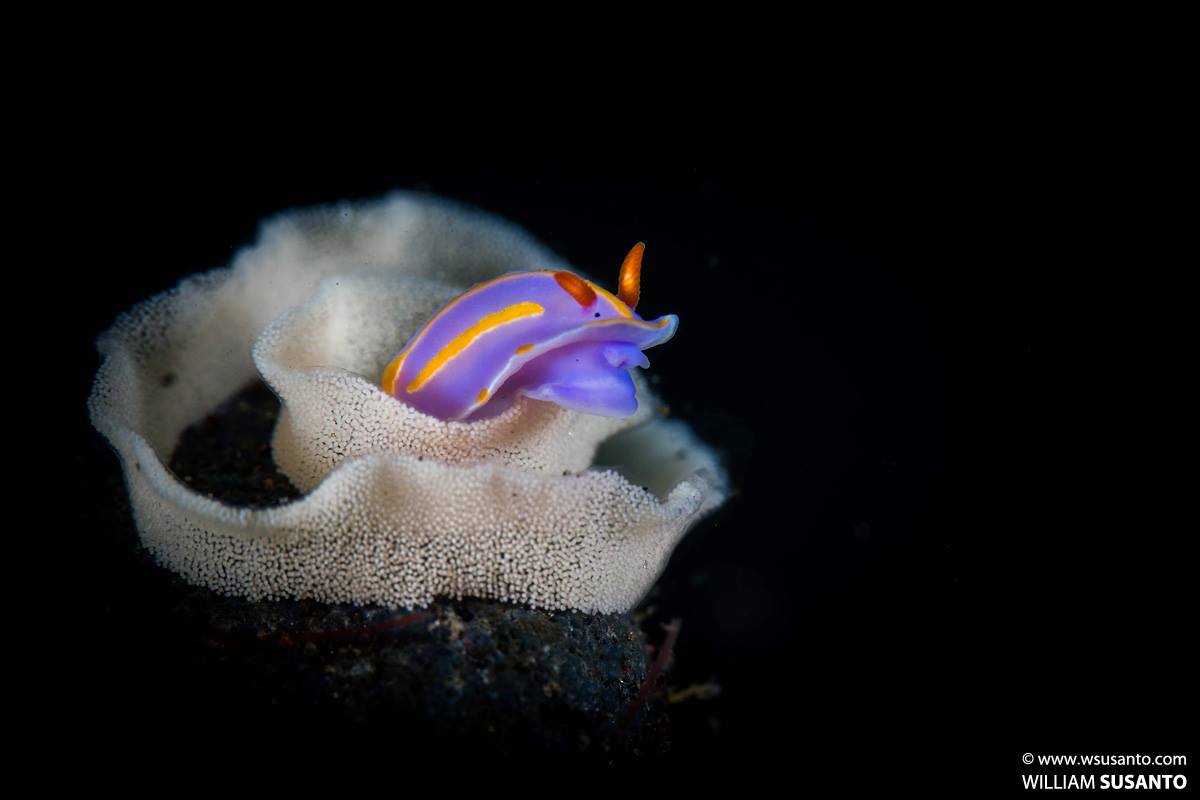 Nudibranch with eggs