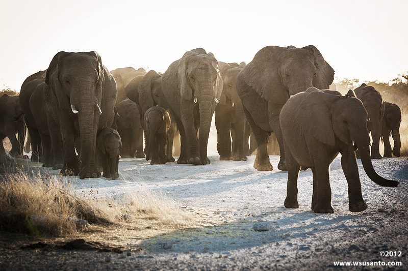 Heading For Waterhole