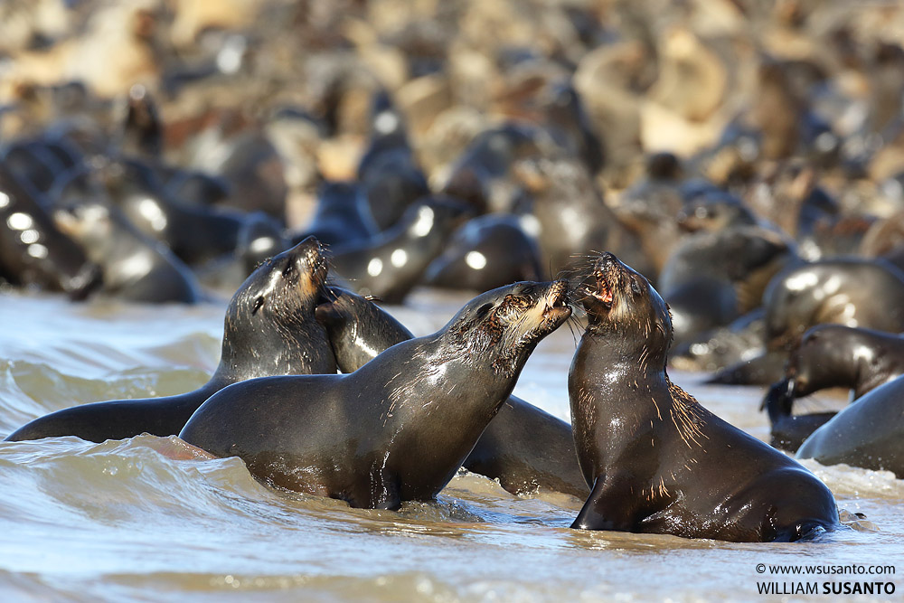Cape Fur Seal Colony