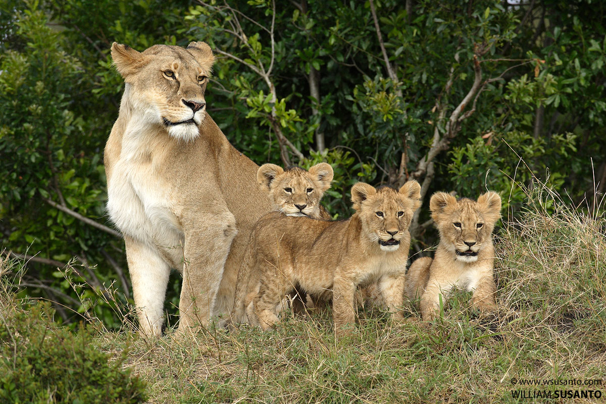 Lioness With Cubs