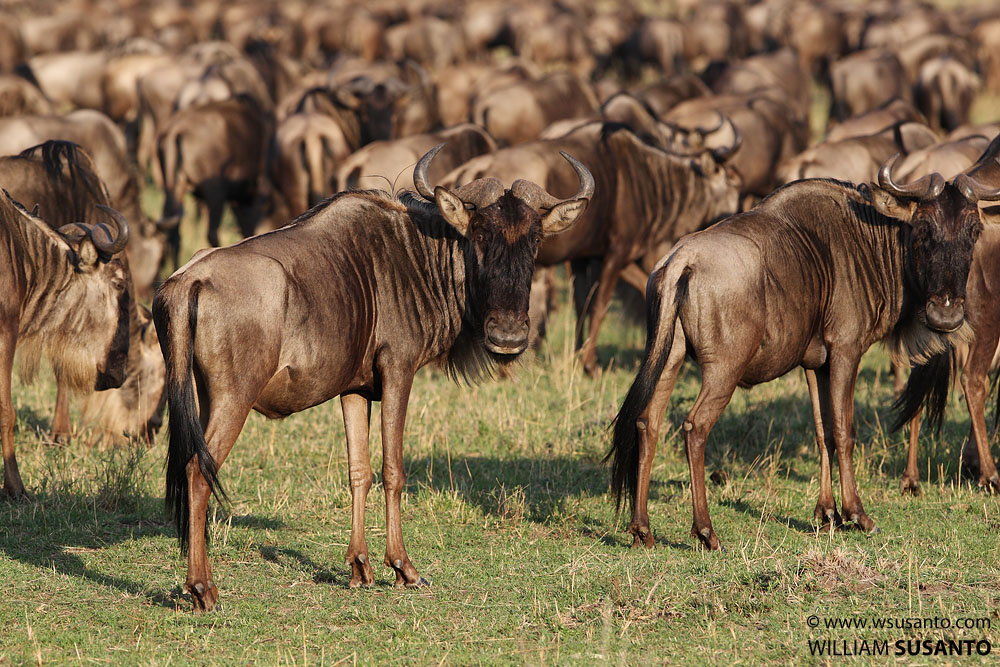 Wildebeests Migration