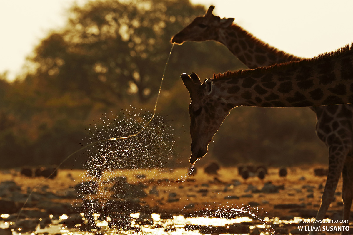 Giraffes at Waterhole