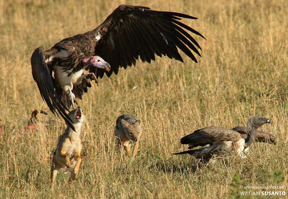 Jackal Vs Vulture