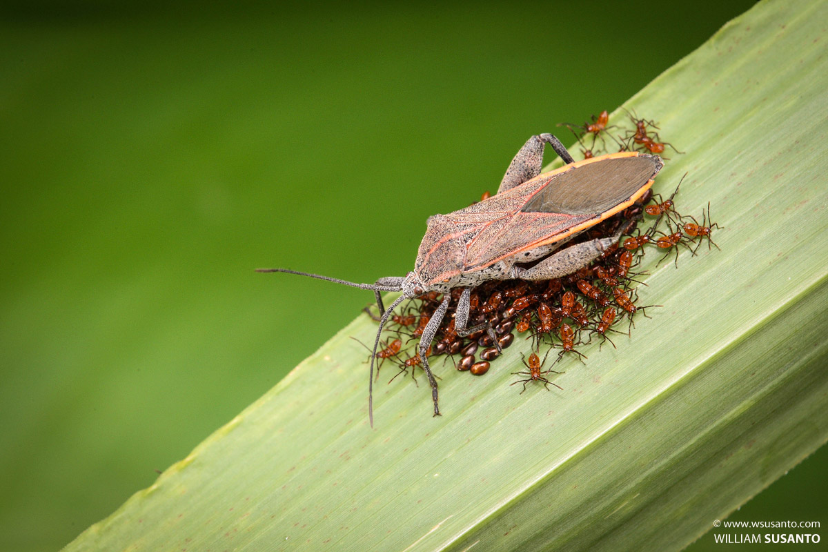 Stink Bug