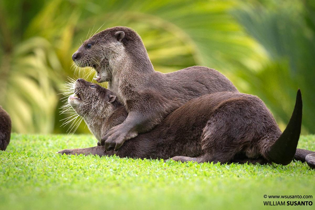 Smooth-coated Otters