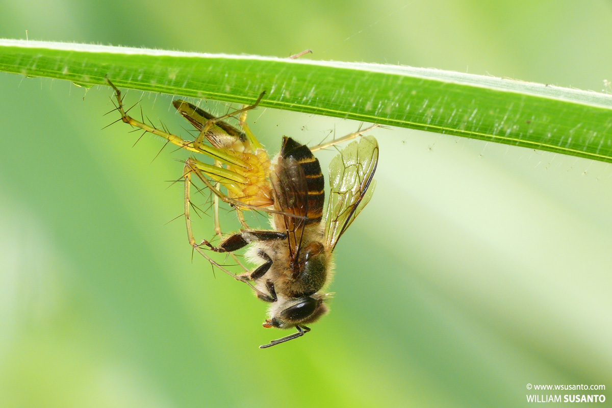 Lynx Spider vs Bee