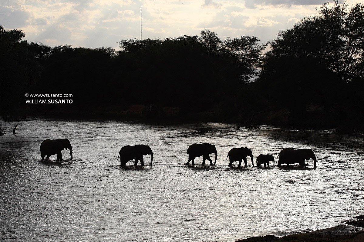 Crossing the Ewaso Nyiro