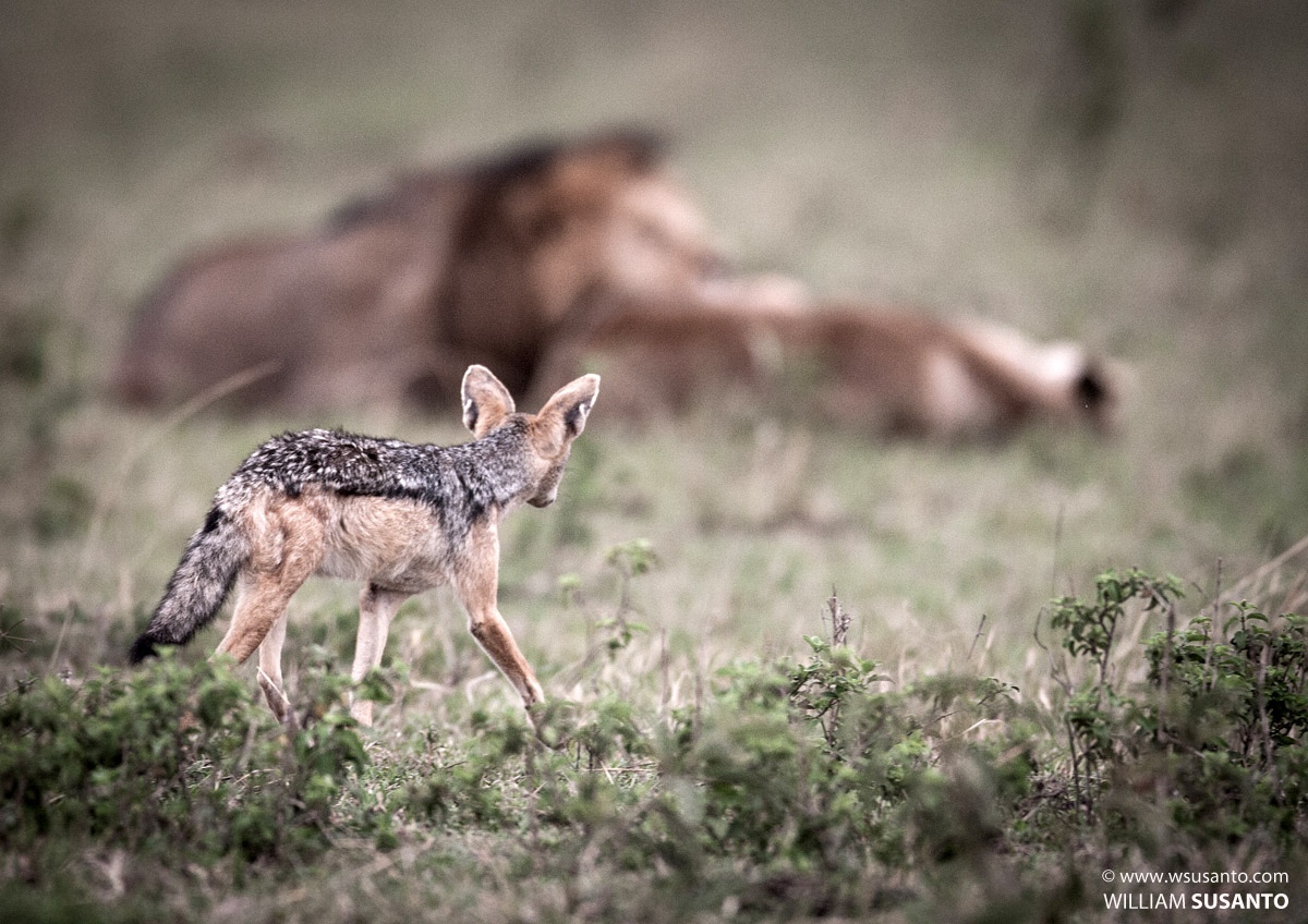 Do Not Wake A Sleeping Giant