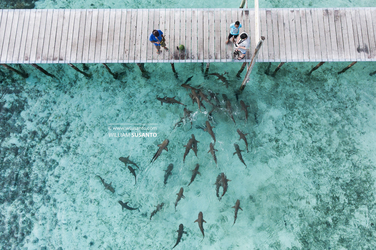 Blacktip Reef Sharks