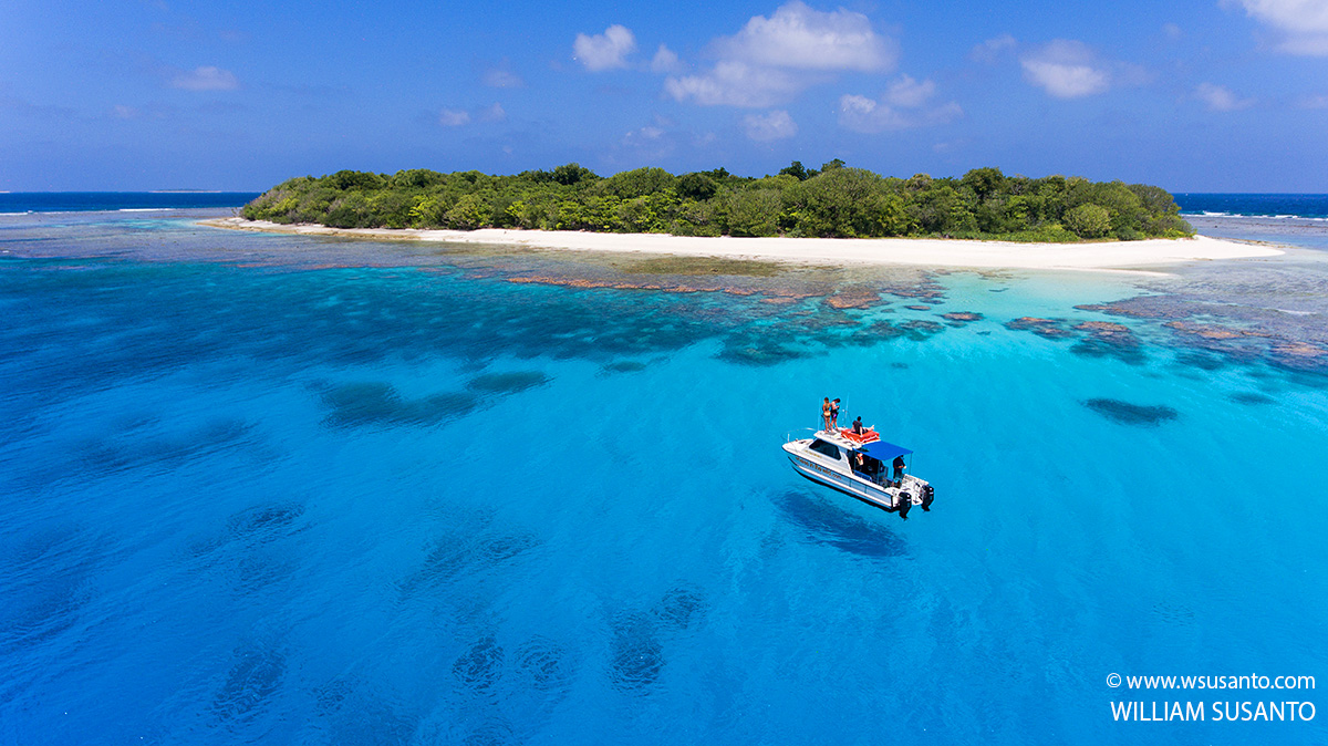 swimmingwithgentlegiants