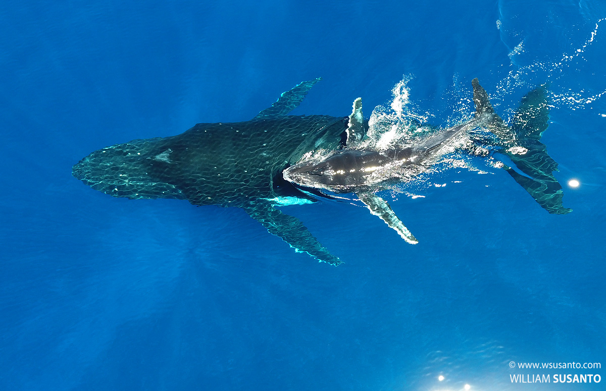 Humpback Whale Mum & Calf