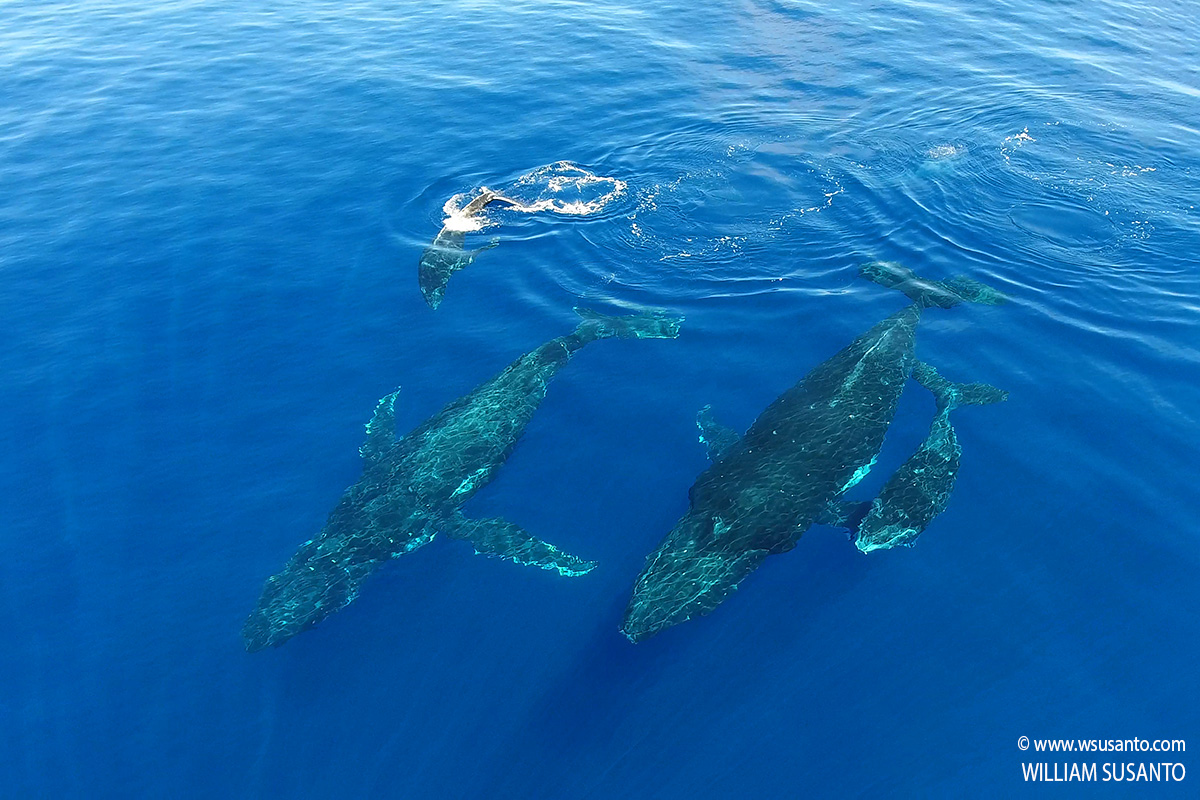 Mums and Calves Get Together
