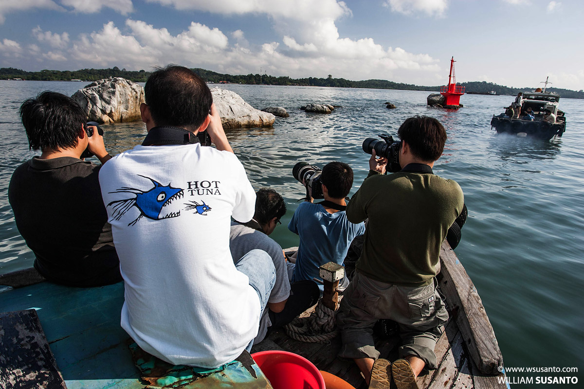 Shooting Terns