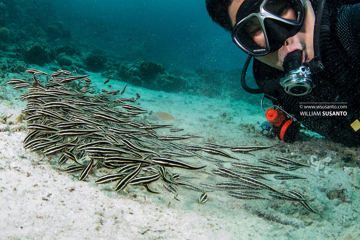 Striped Catfish
